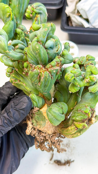 Rare Crested Cactus (y) | Rare House Plant