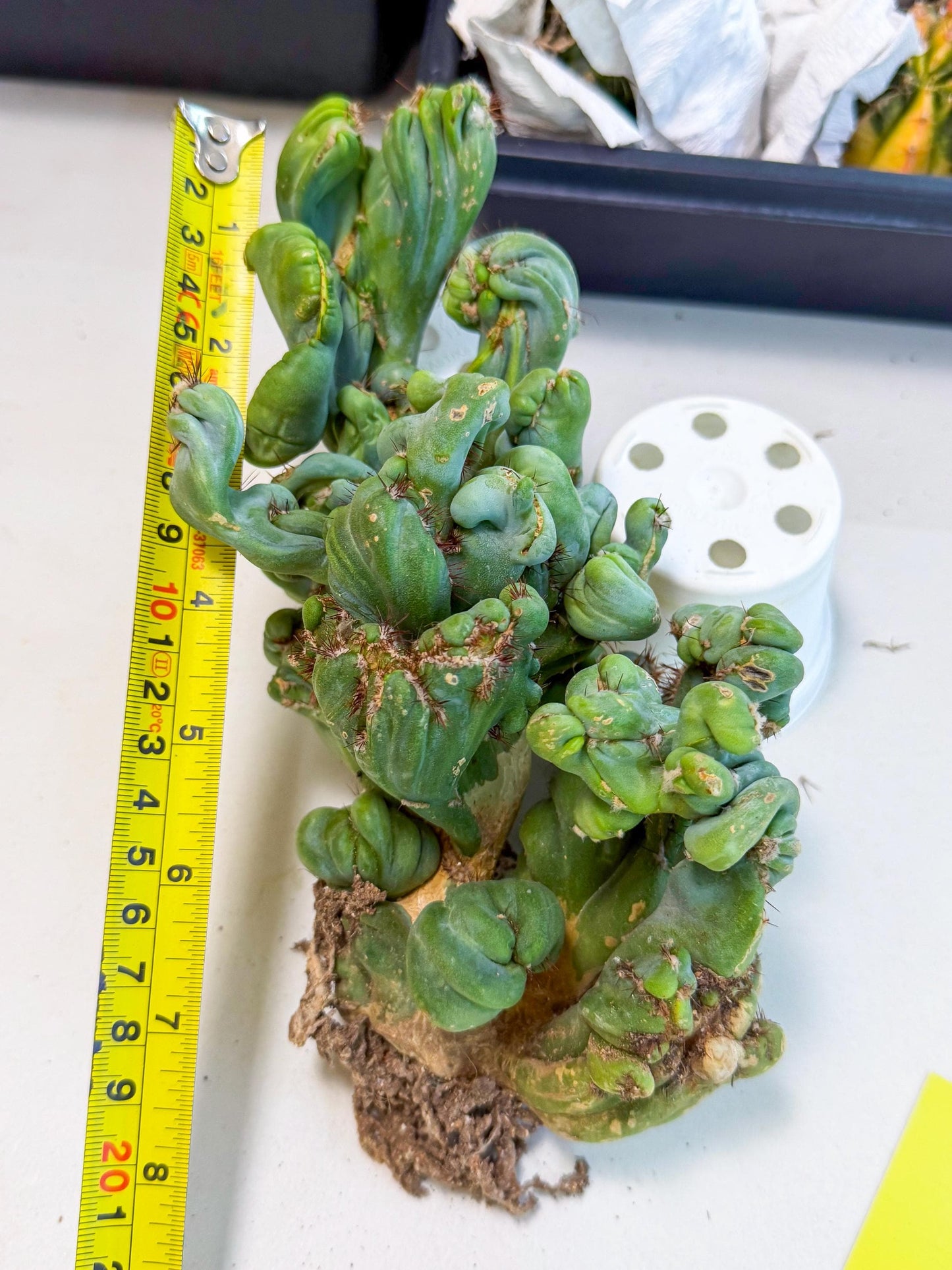 Rare Crested Cactus (y) | Rare House Plant