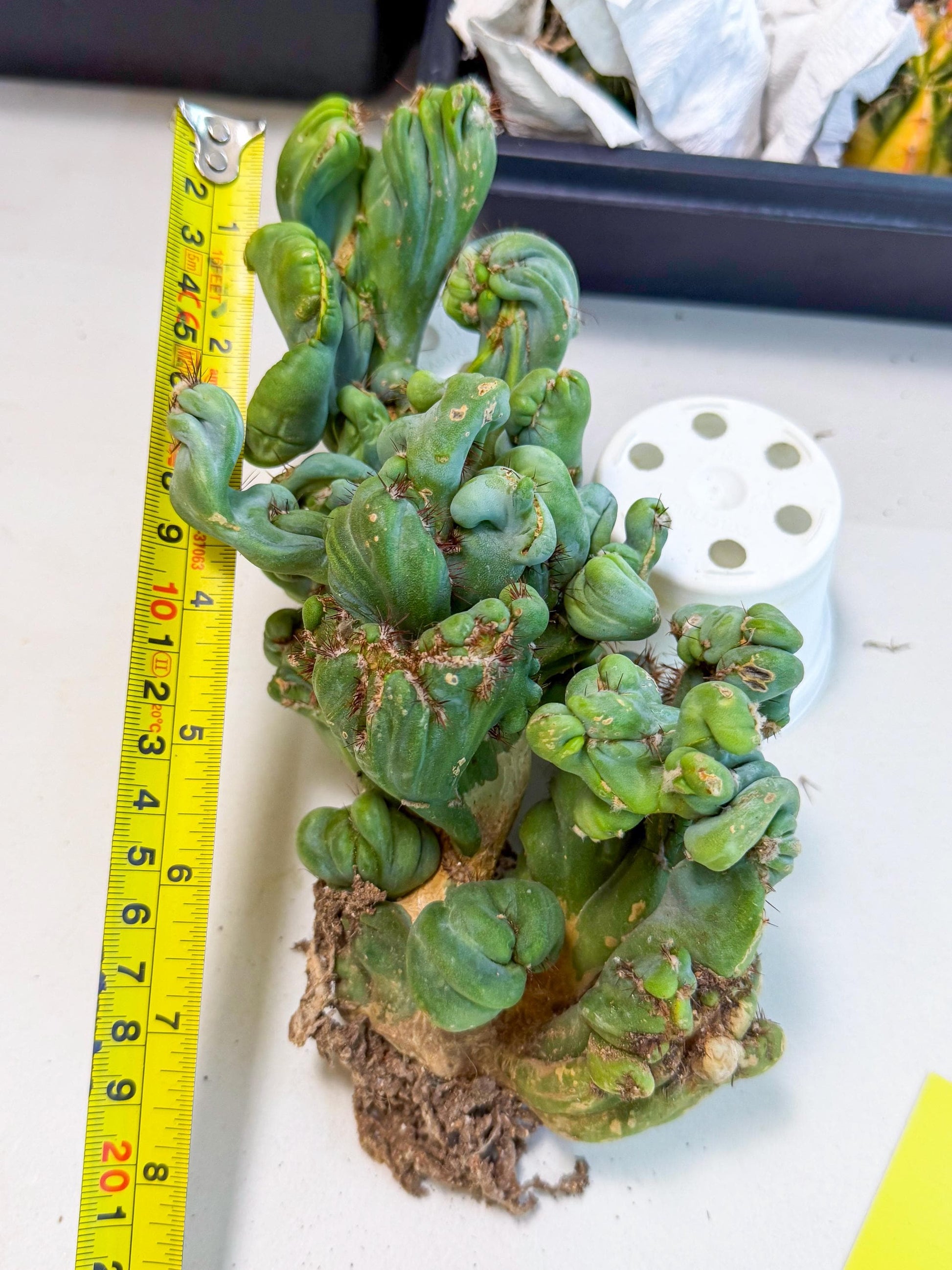 Rare Crested Cactus (y) | Rare House Plant