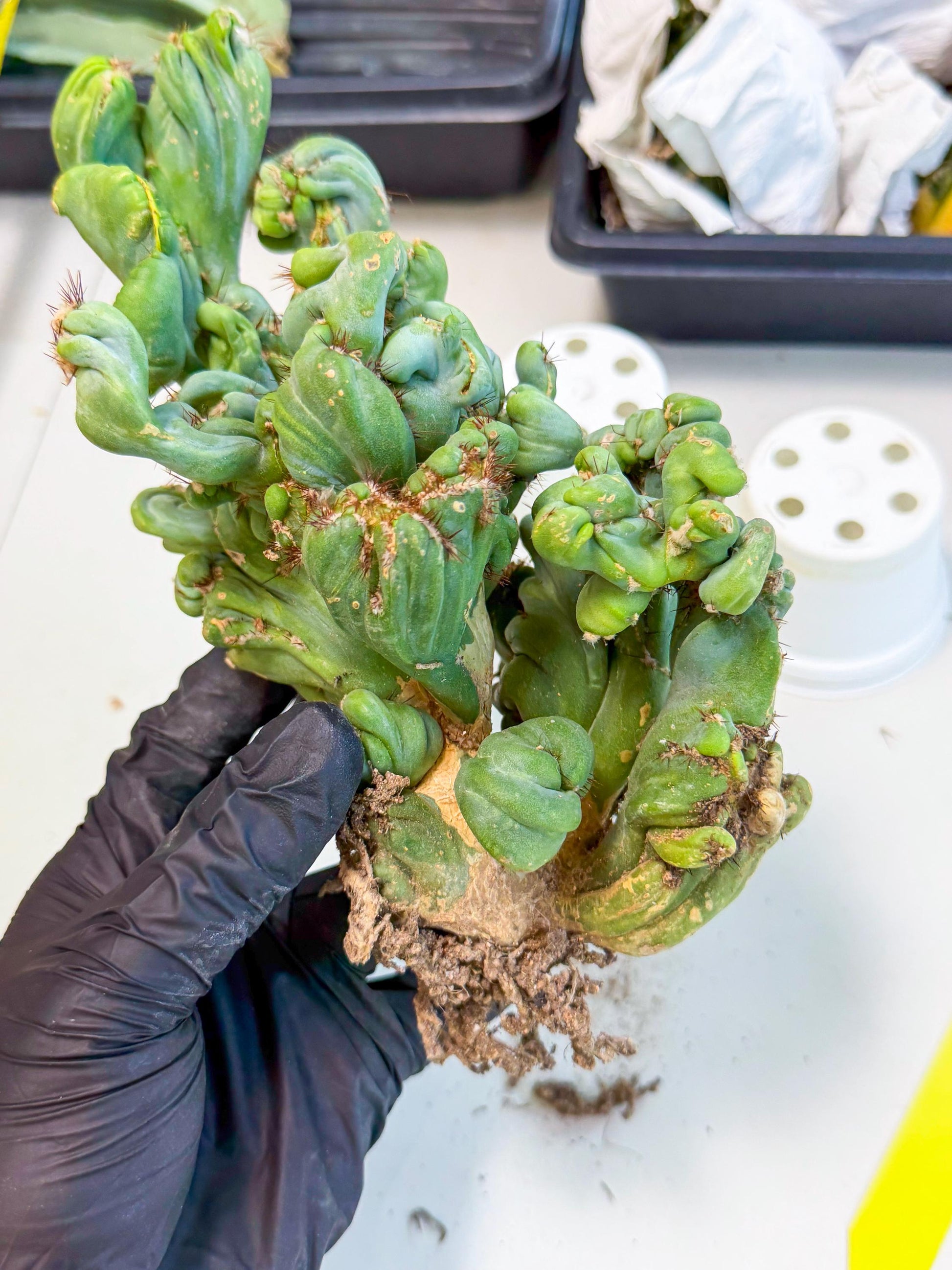 Rare Crested Cactus (y) | Rare House Plant