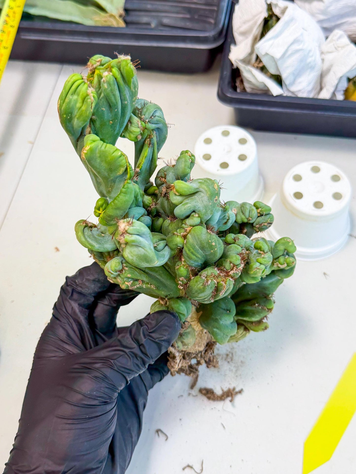 Rare Crested Cactus (y) | Rare House Plant