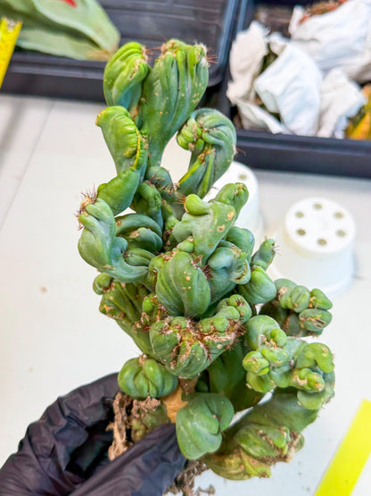 Rare Crested Cactus (y) | Rare House Plant