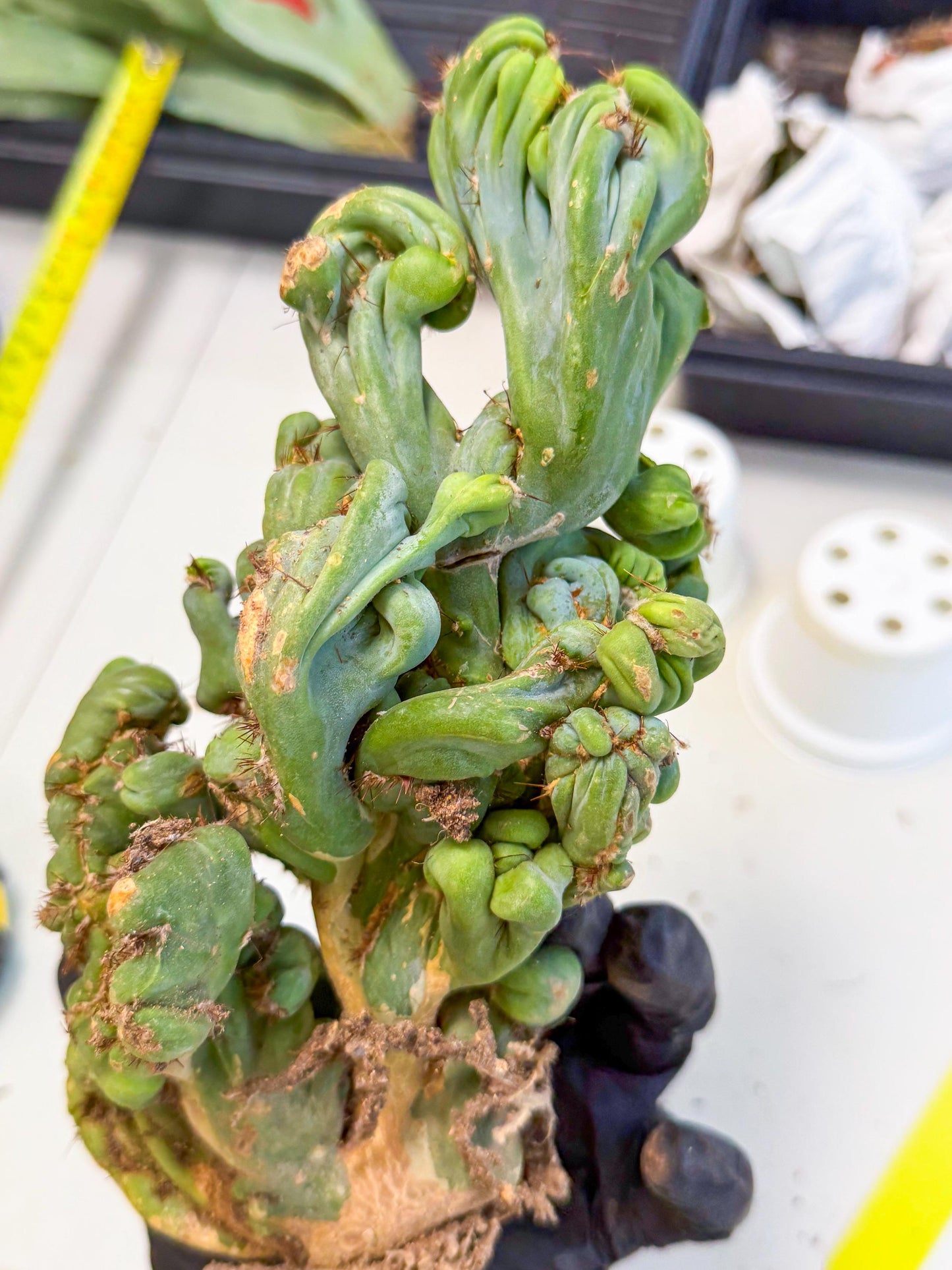 Rare Crested Cactus (y) | Rare House Plant