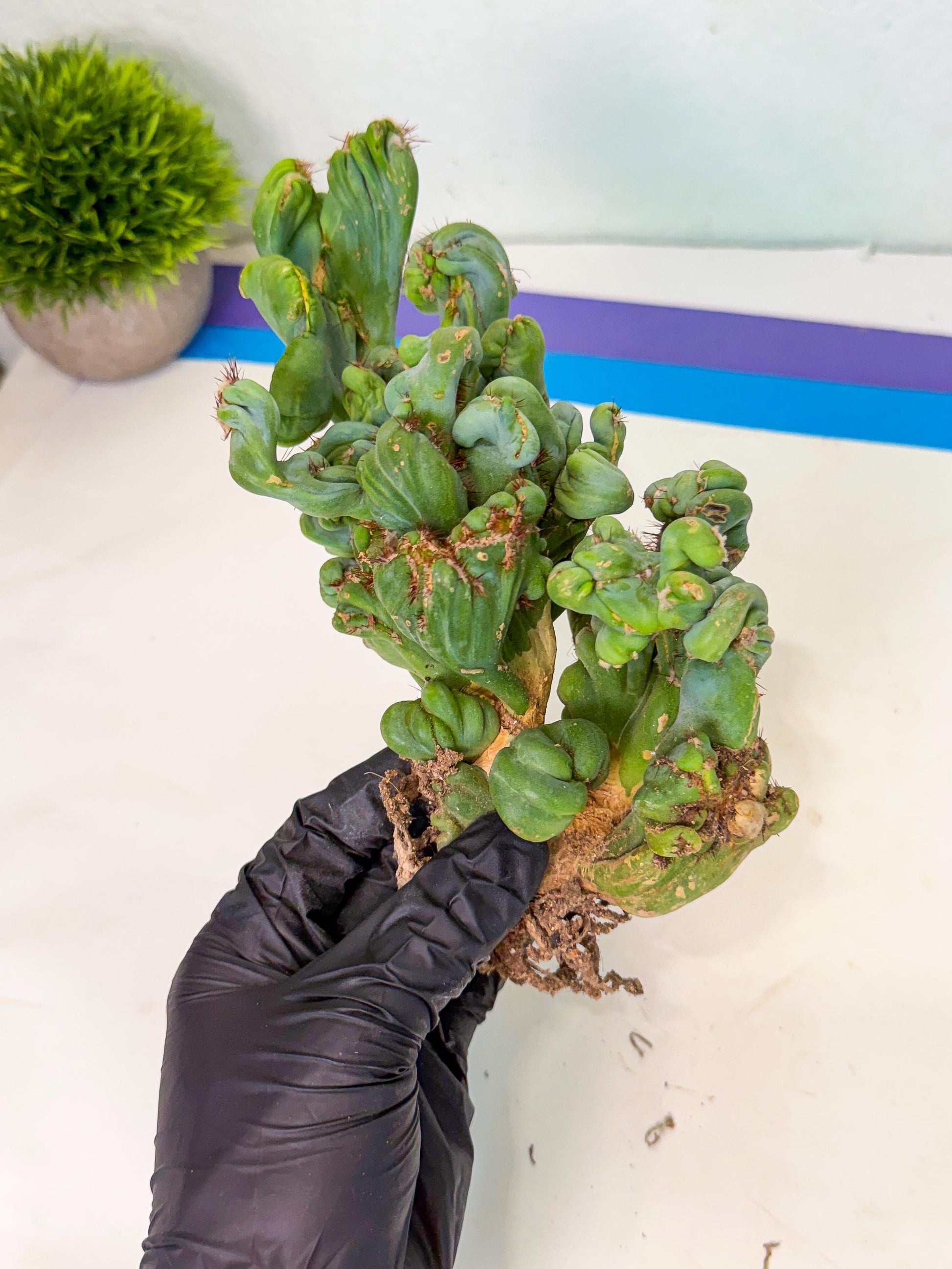 Rare Crested Cactus (y) | Rare House Plant