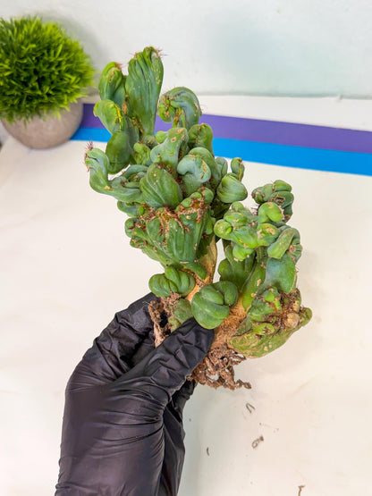 Rare Crested Cactus (y) | Rare House Plant