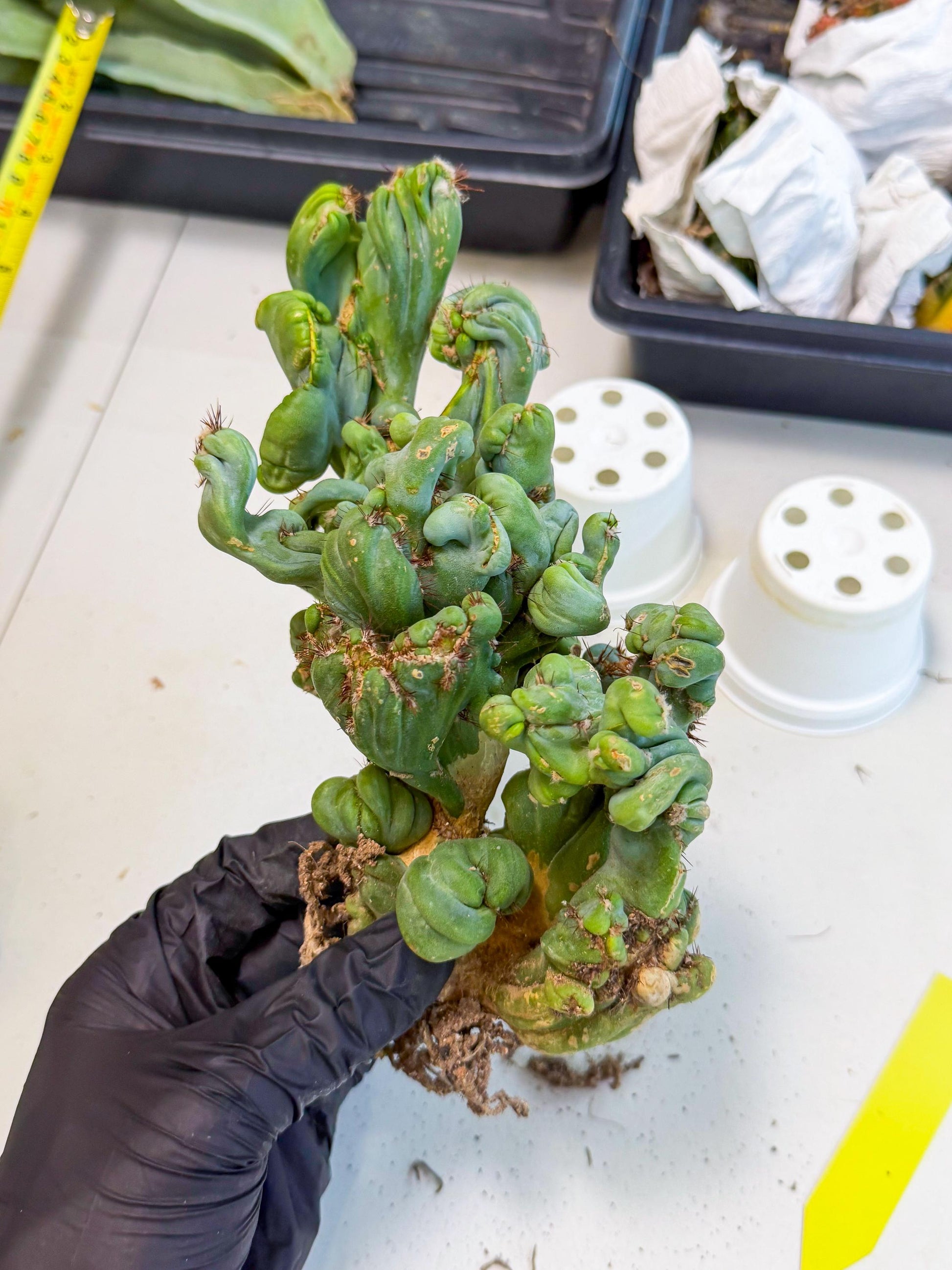 Rare Crested Cactus (y) | Rare House Plant