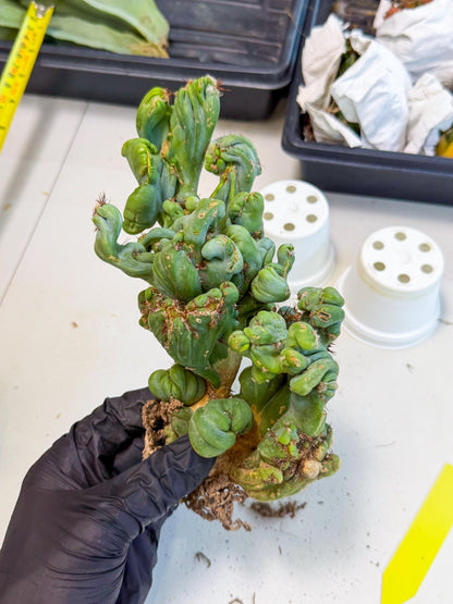 Rare Crested Cactus (y) | Rare House Plant