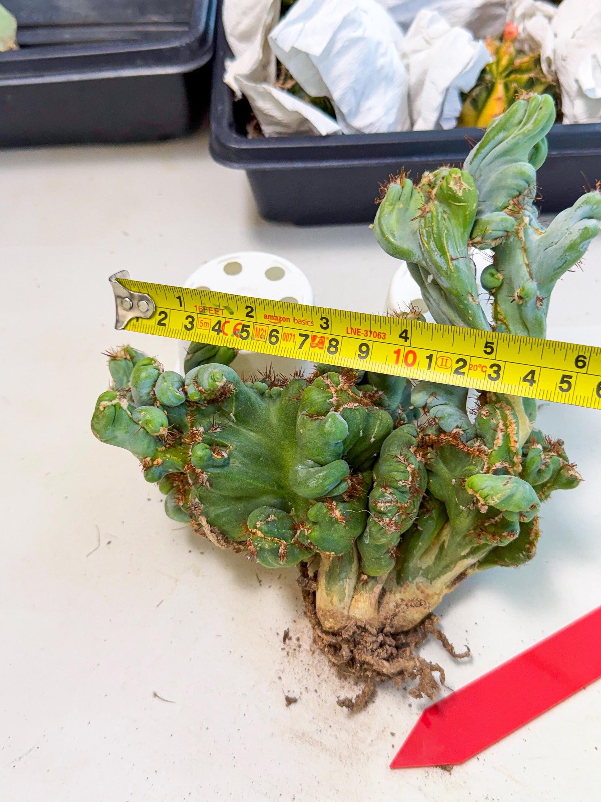 Rare Crested Cactus (r) | Rare House Plant