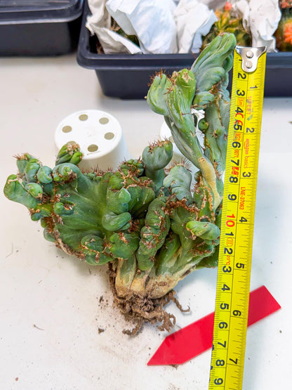Rare Crested Cactus (r) | Rare House Plant