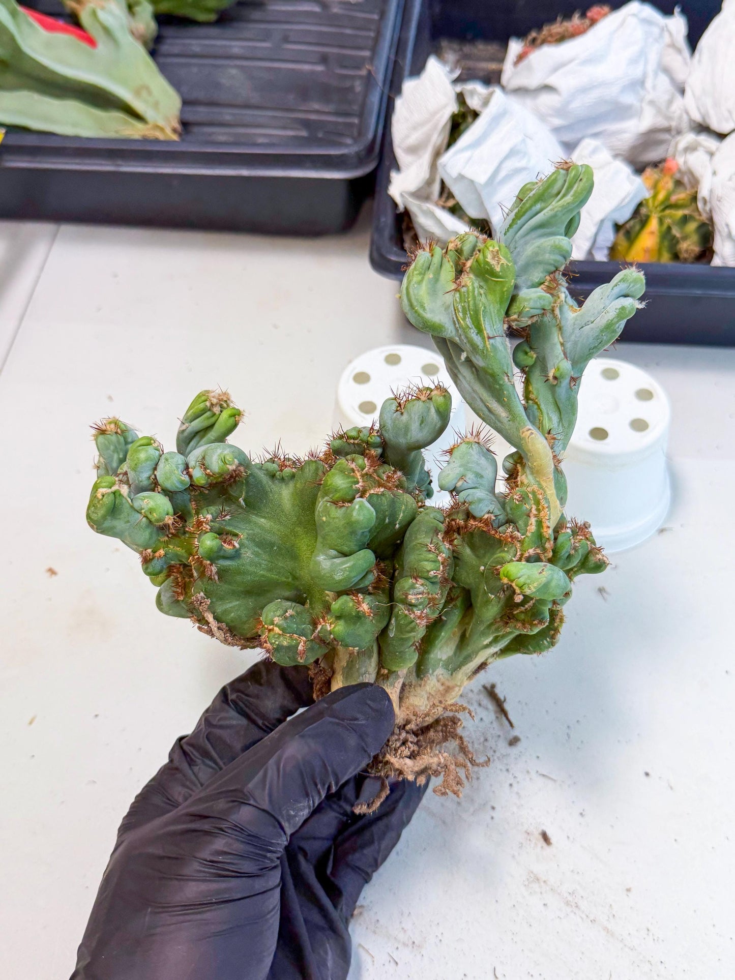 Rare Crested Cactus (r) | Rare House Plant