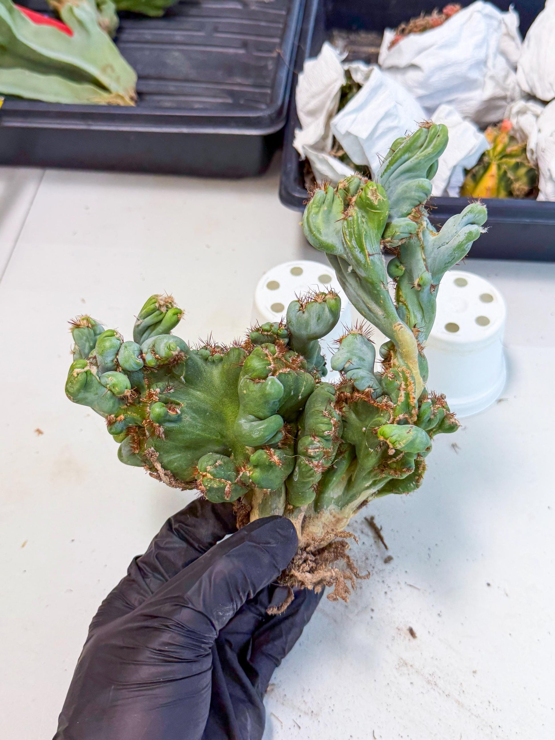 Rare Crested Cactus (r) | Rare House Plant