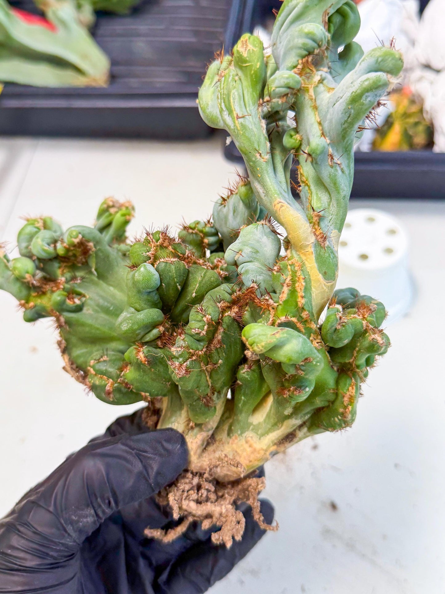 Rare Crested Cactus (r) | Rare House Plant