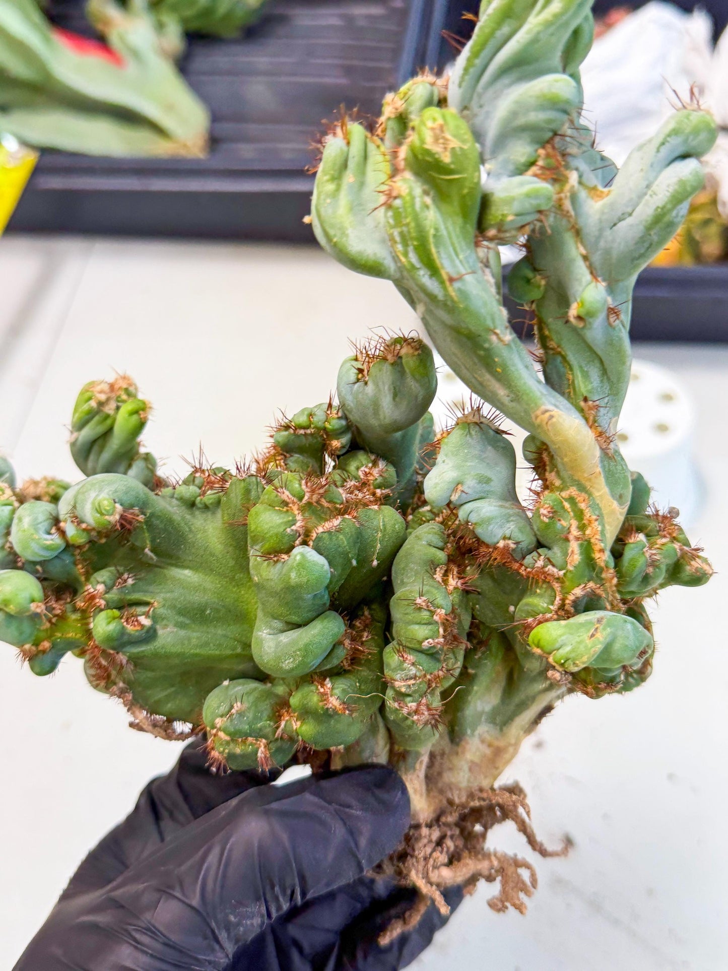 Rare Crested Cactus (r) | Rare House Plant