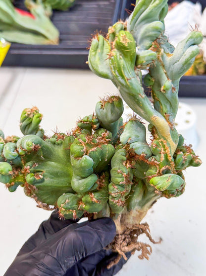 Rare Crested Cactus (r) | Rare House Plant