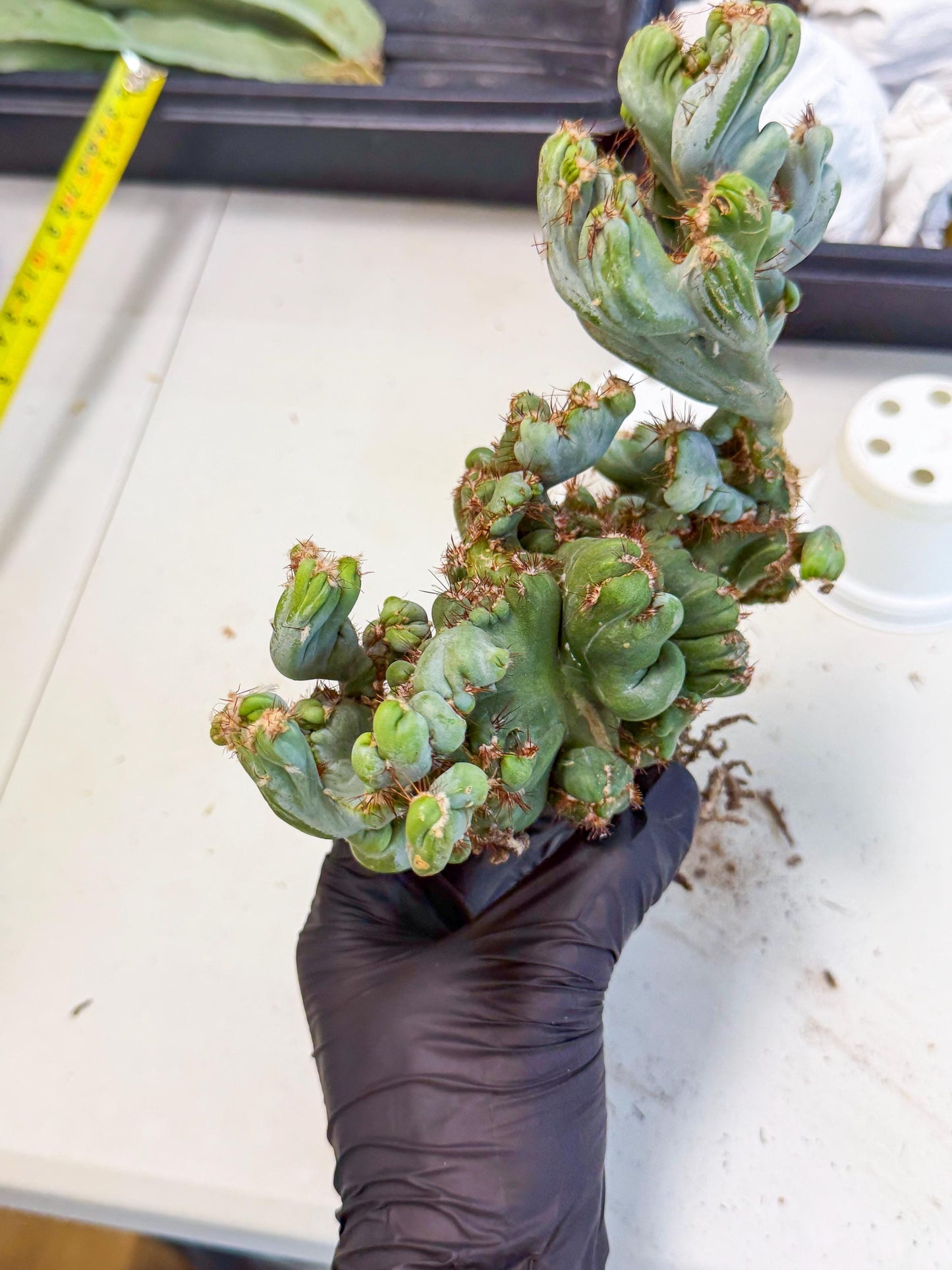 Rare Crested Cactus (r) | Rare House Plant