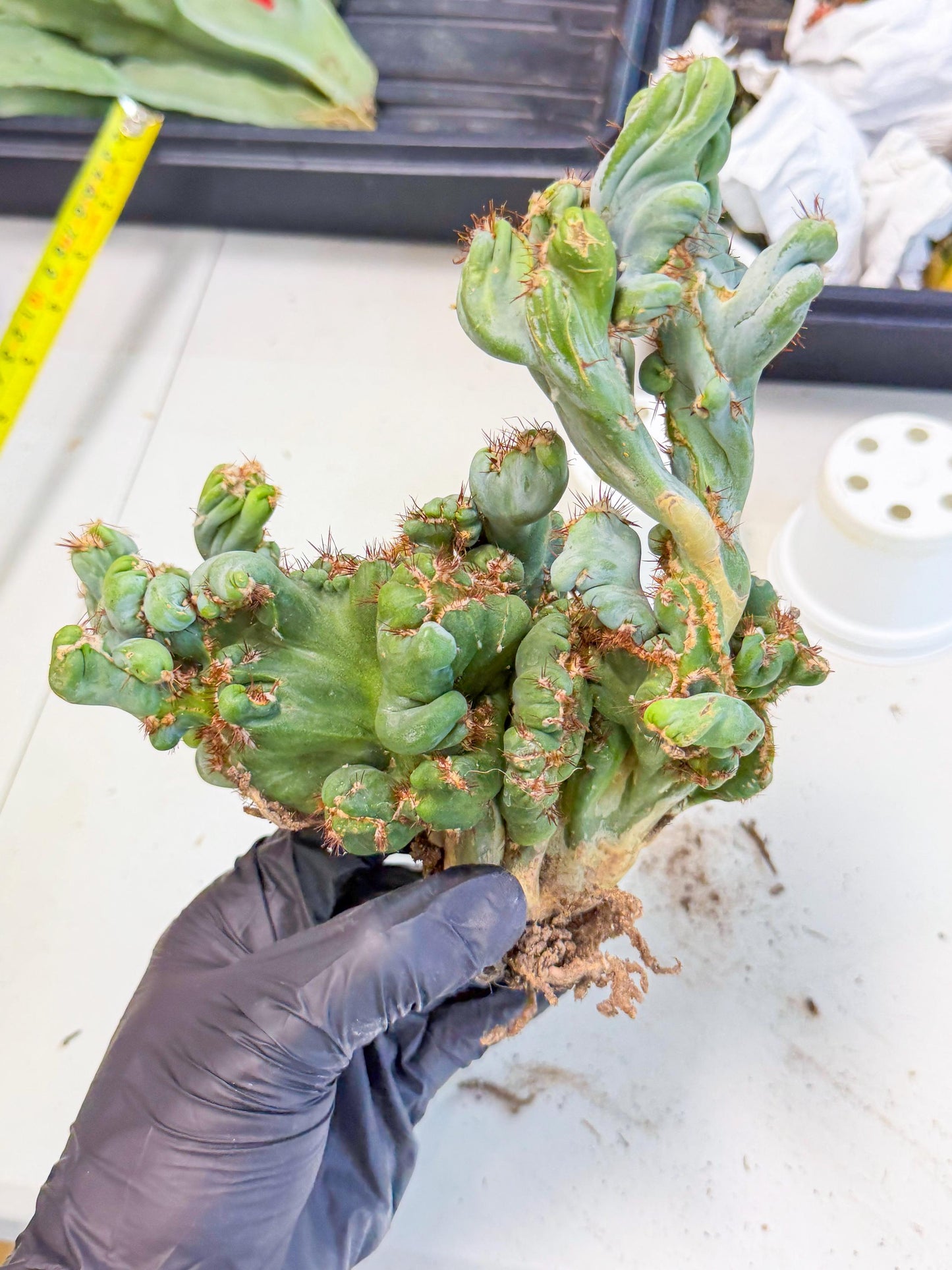Rare Crested Cactus (r) | Rare House Plant