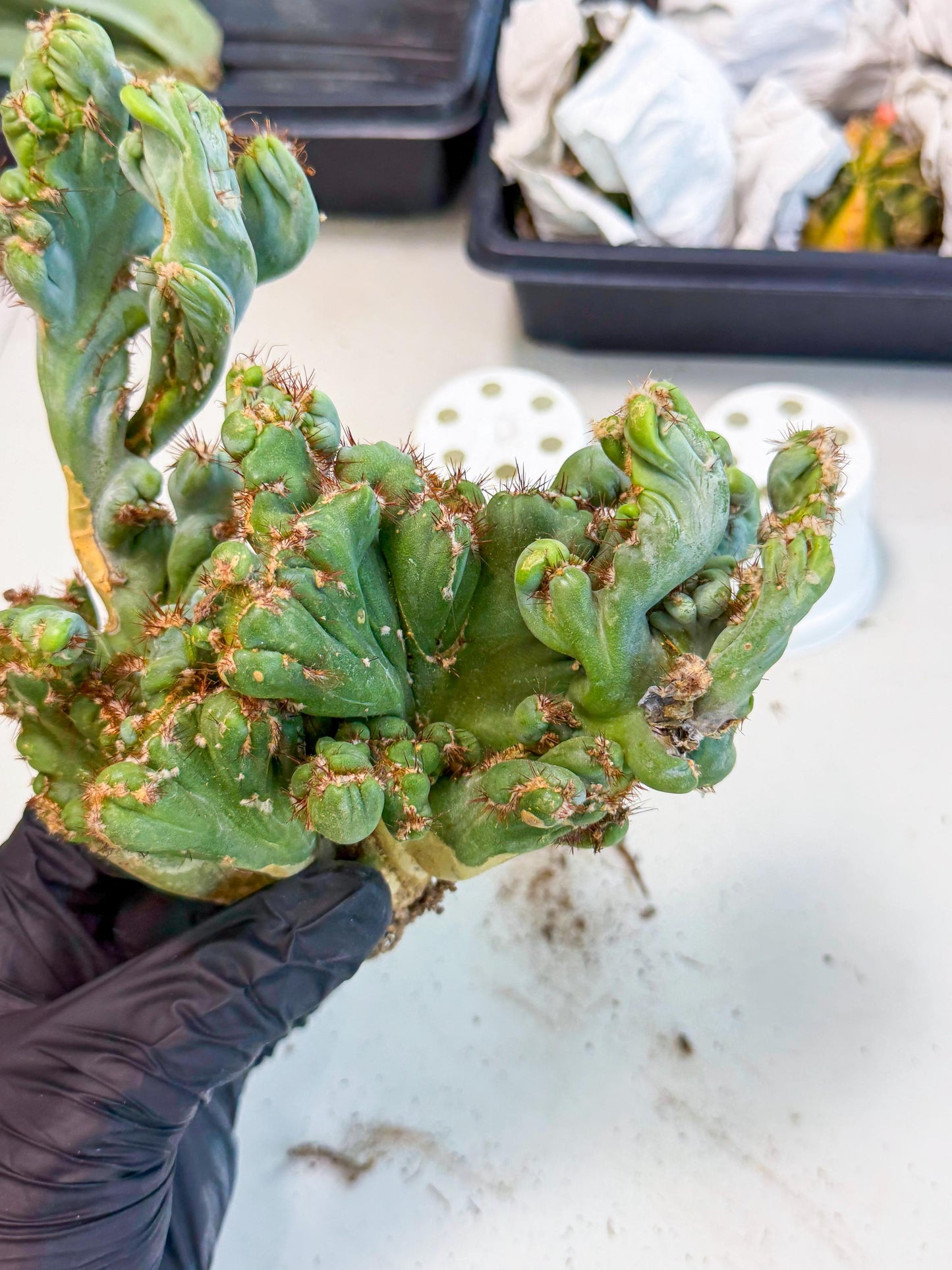 Rare Crested Cactus (r) | Rare House Plant
