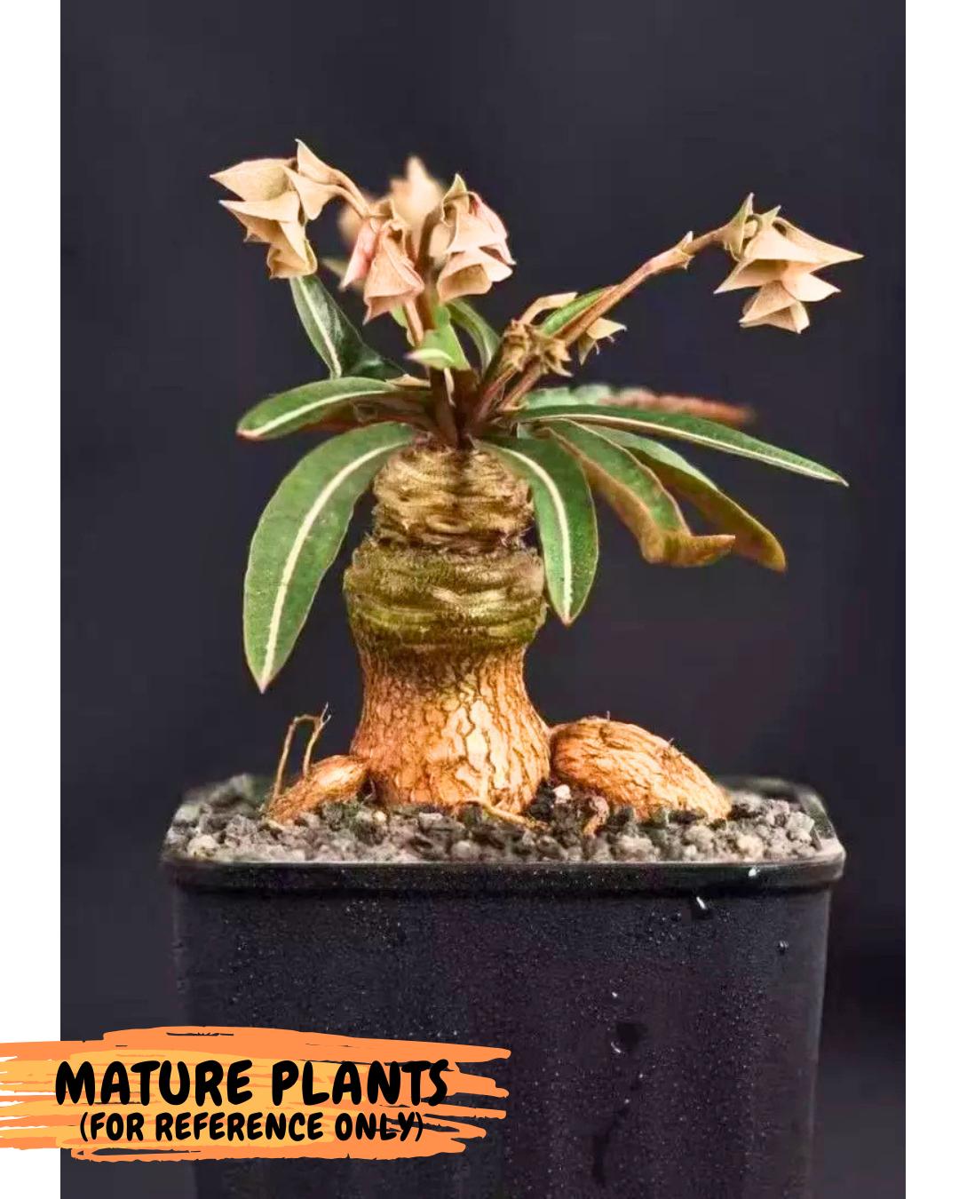 Rare Labatii Plant (6) | Rare House Plant