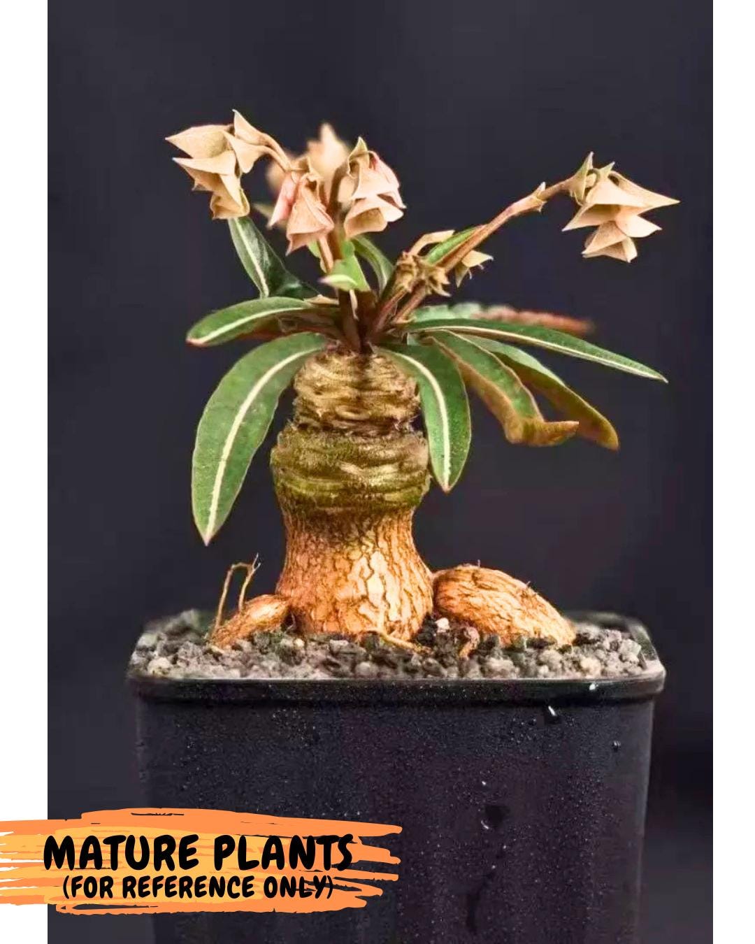 Rare Labatii Plant (7) | Rare House Plant