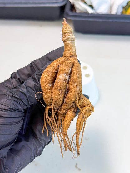 Rare Labatii Plant (6) | Rare House Plant