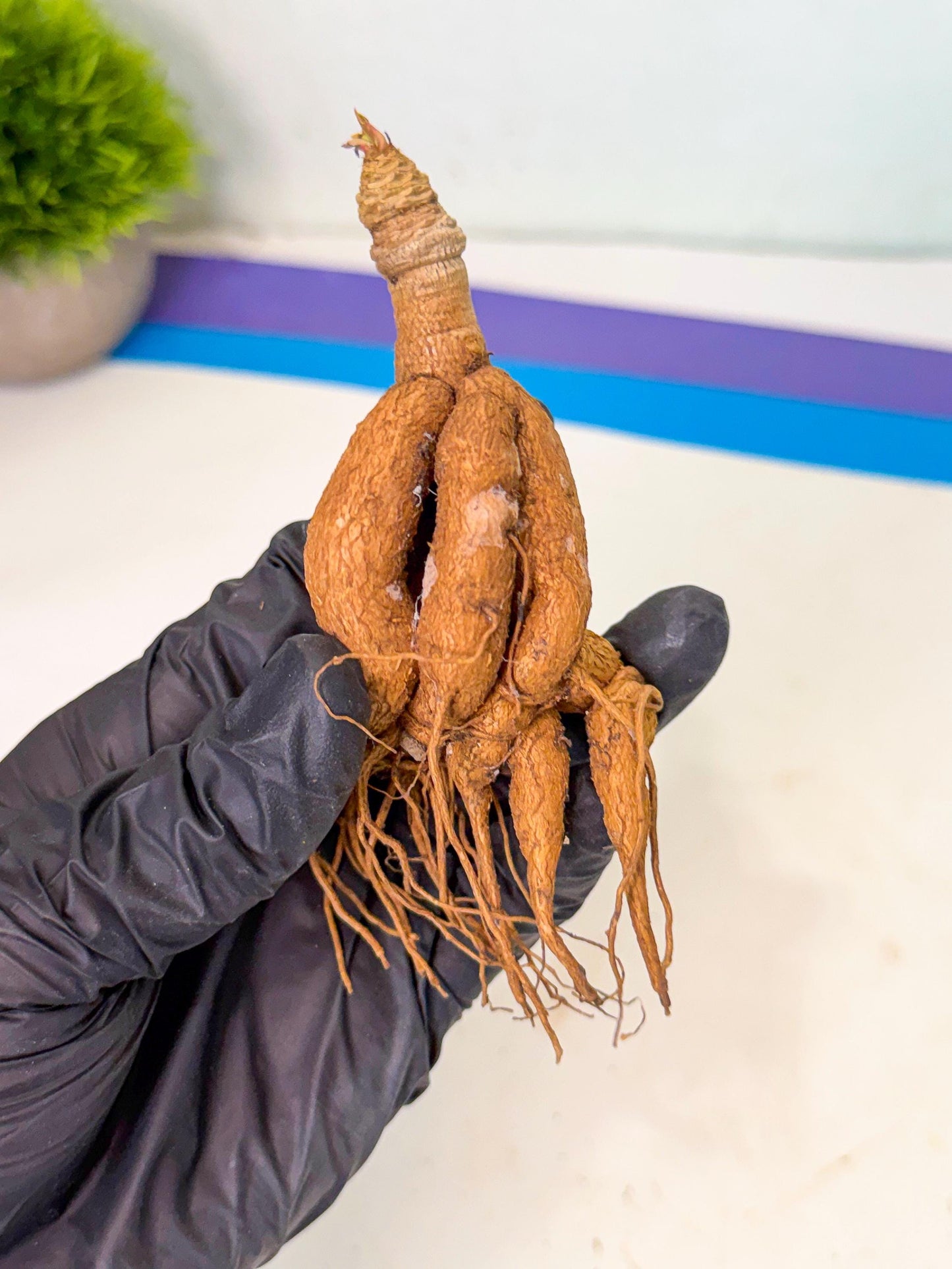 Rare Labatii Plant (6) | Rare House Plant