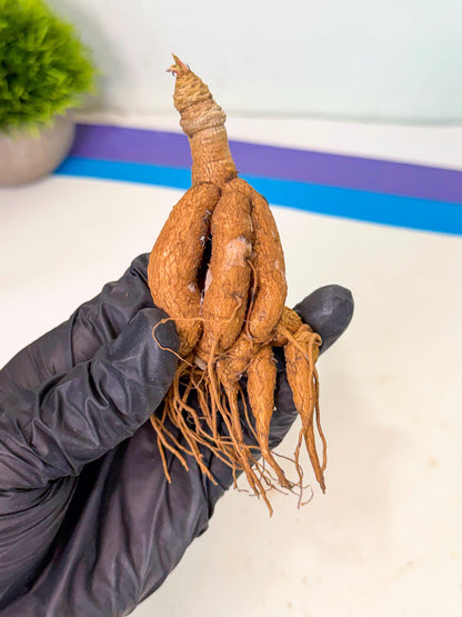 Rare Labatii Plant (6) | Rare House Plant