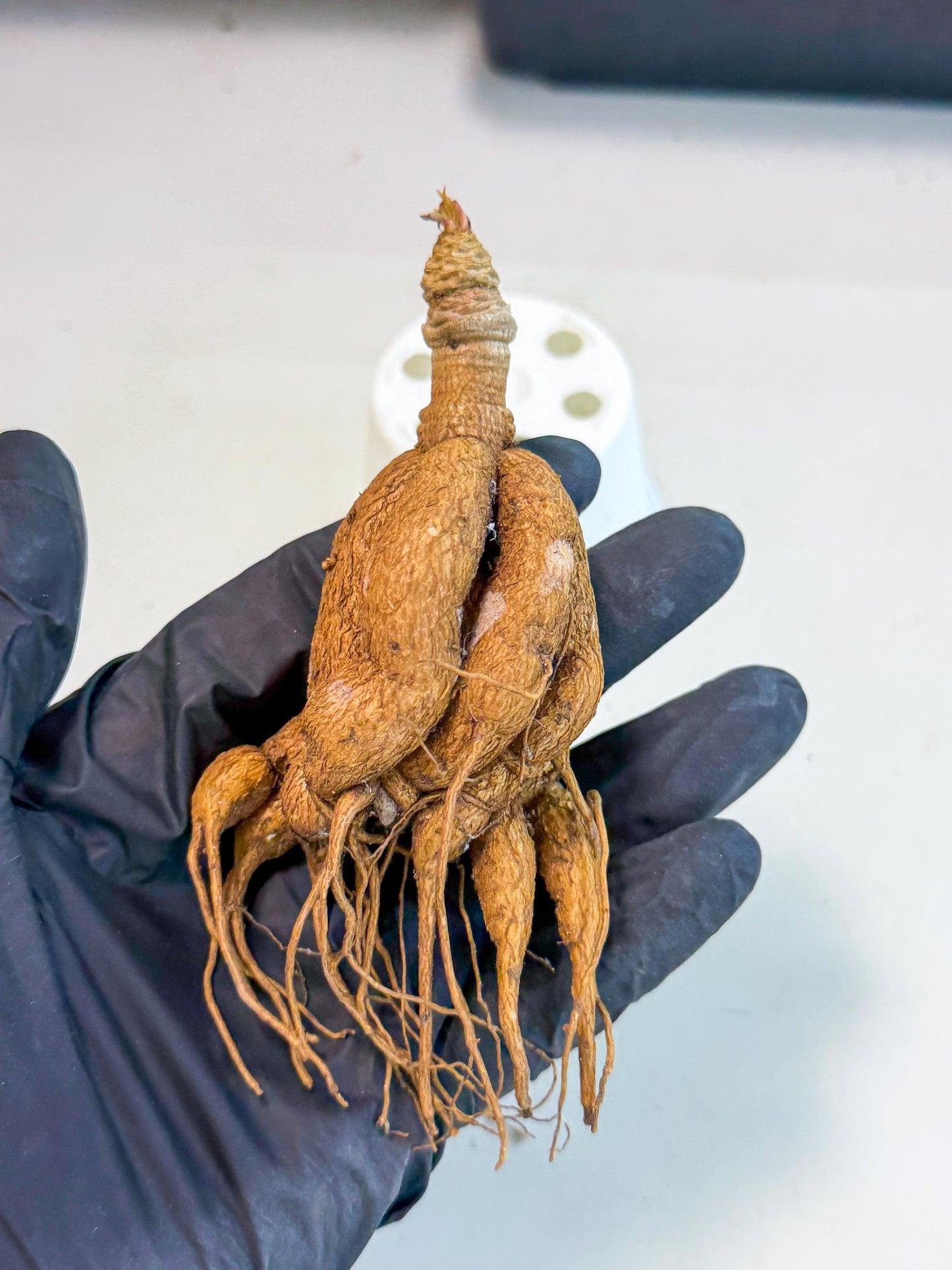 Rare Labatii Plant (6) | Rare House Plant