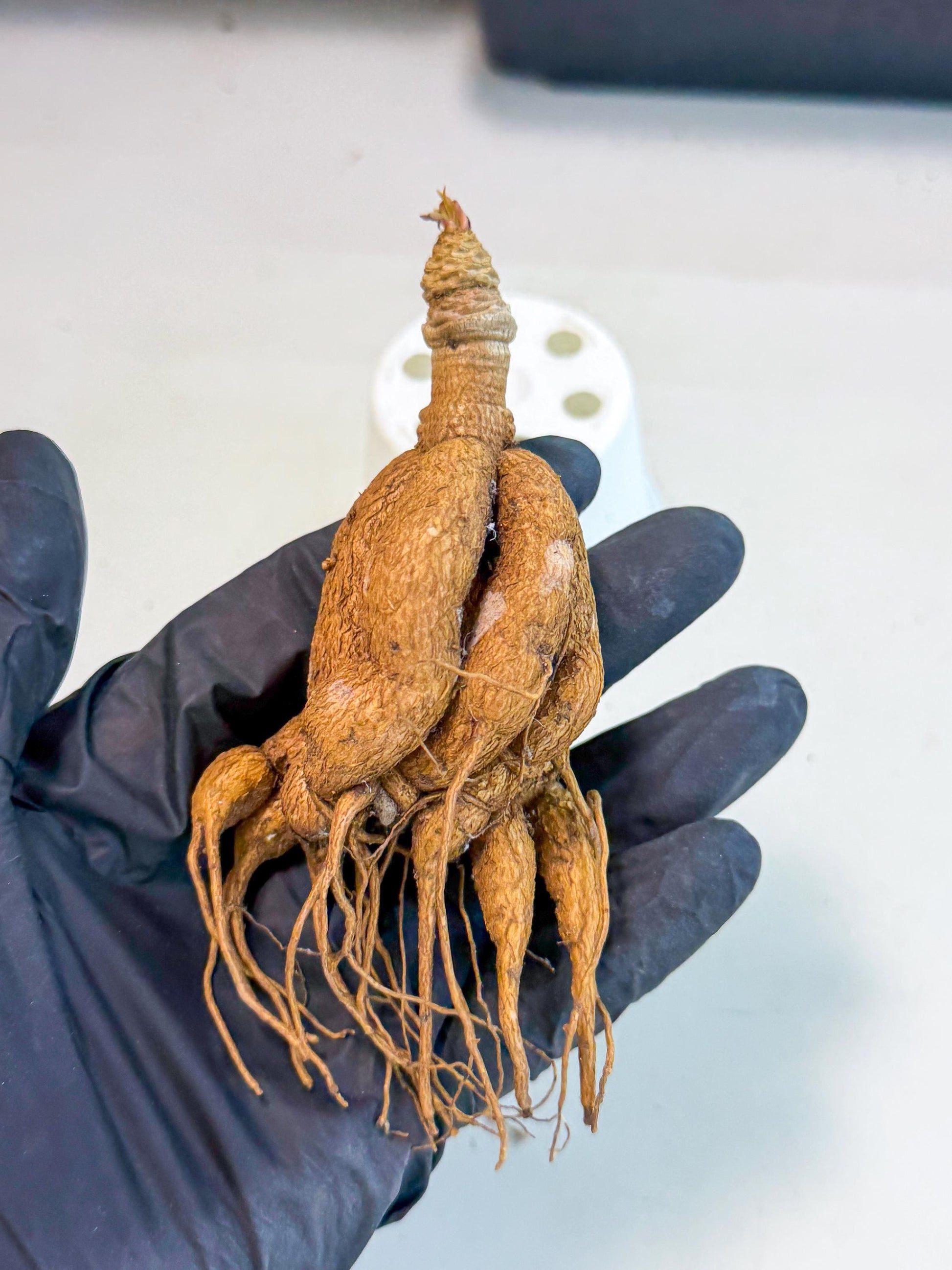 Rare Labatii Plant (6) | Rare House Plant