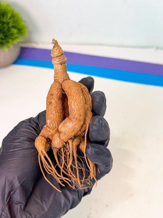 Rare Labatii Plant (6) | Rare House Plant