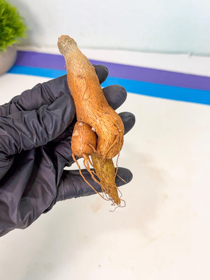 Rare Labatii Plant (7) | Rare House Plant