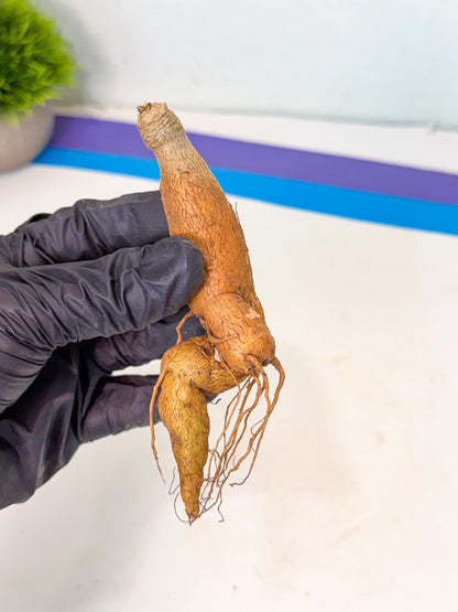 Rare Labatii Plant (7) | Rare House Plant