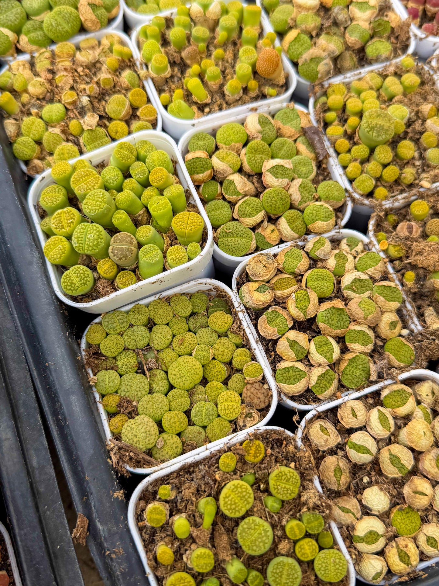 GReen Lithops | In 2inch Pots