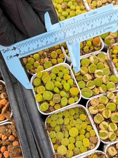 GReen Lithops | In 2inch Pots