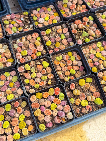 Mix Color Lithops | 1 Pot