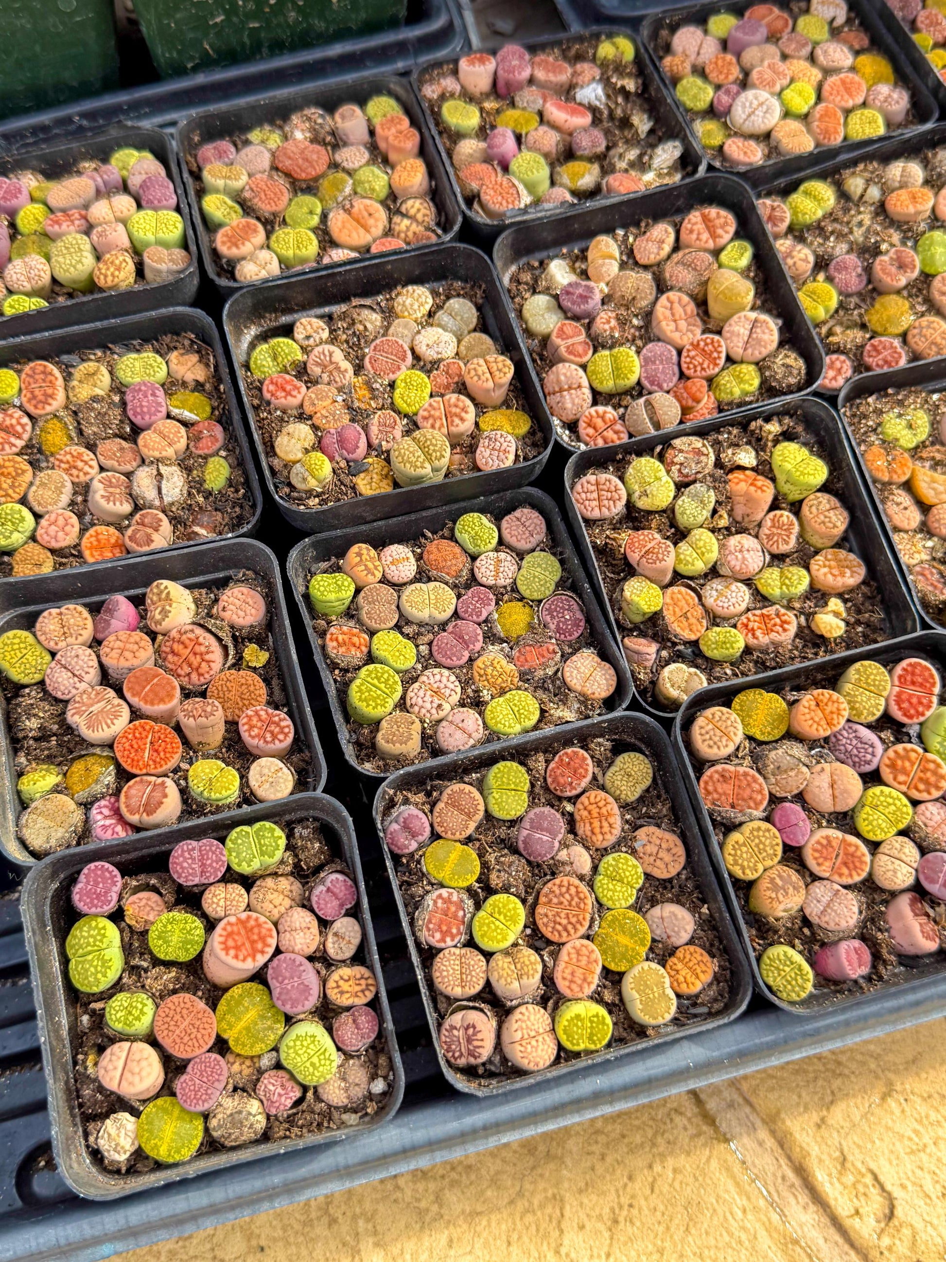 Mix Color Lithops | 1 Pot