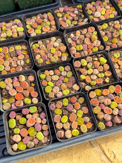 Mix Color Lithops | 1 Pot