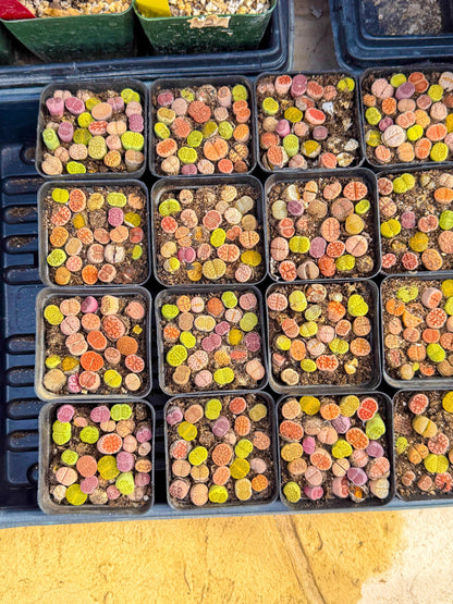 Mix Color Lithops | 1 Pot