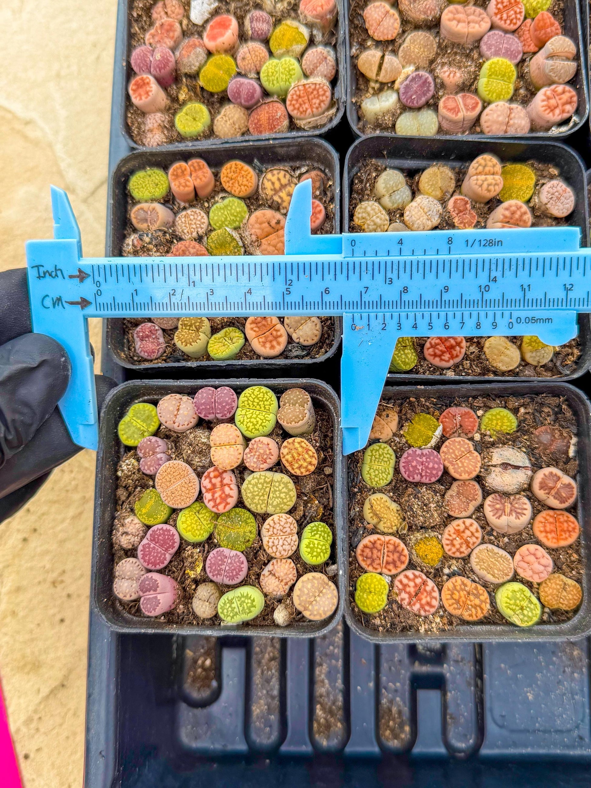 Mix Color Lithops | 1 Pot