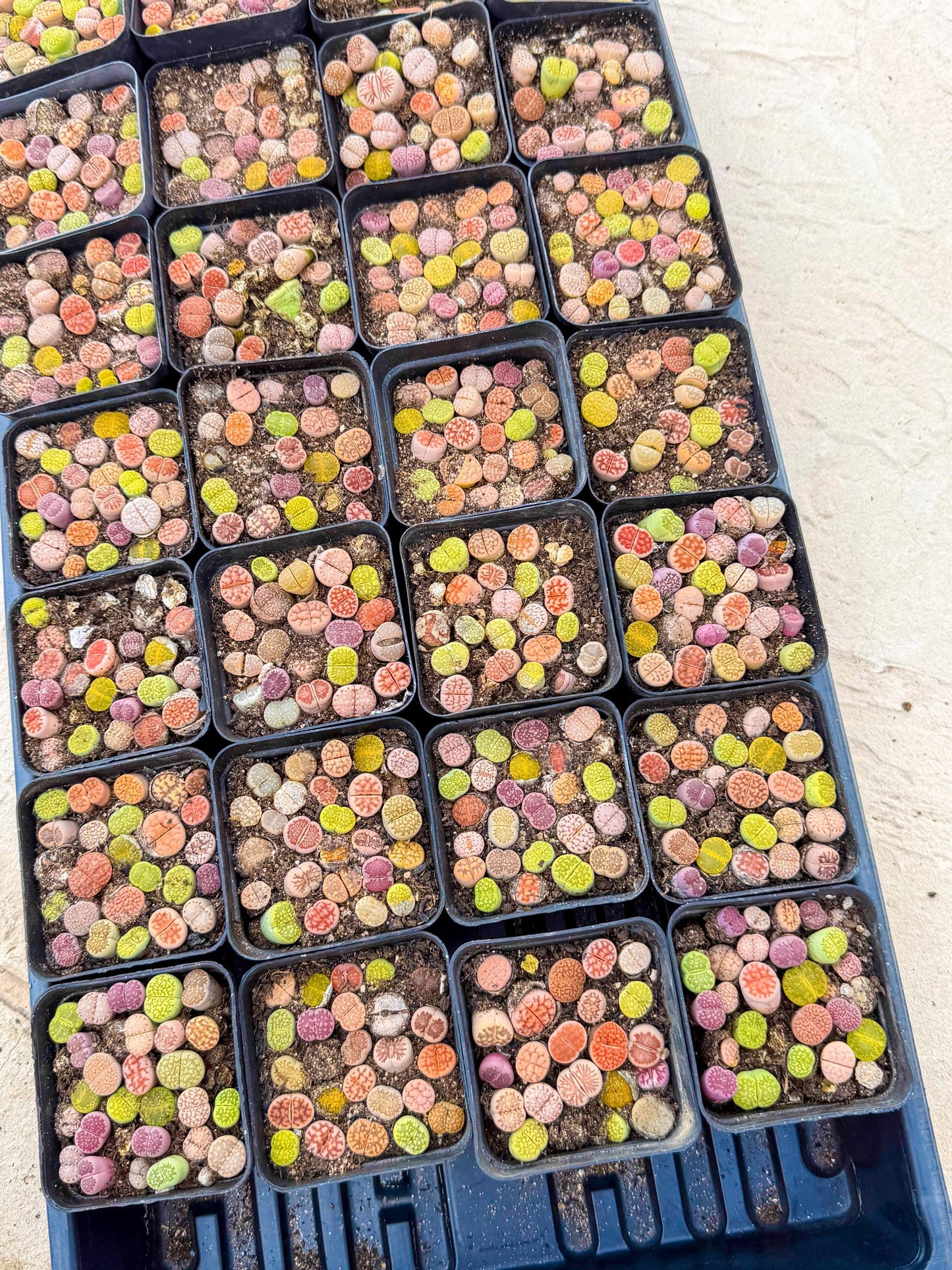 Mix Color Lithops | 1 Pot
