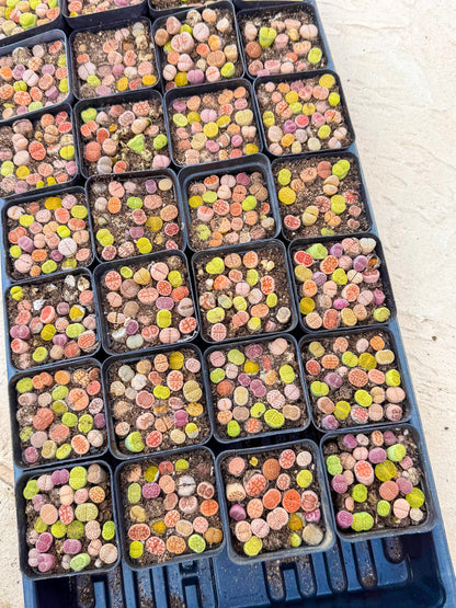 Mix Color Lithops | 1 Pot