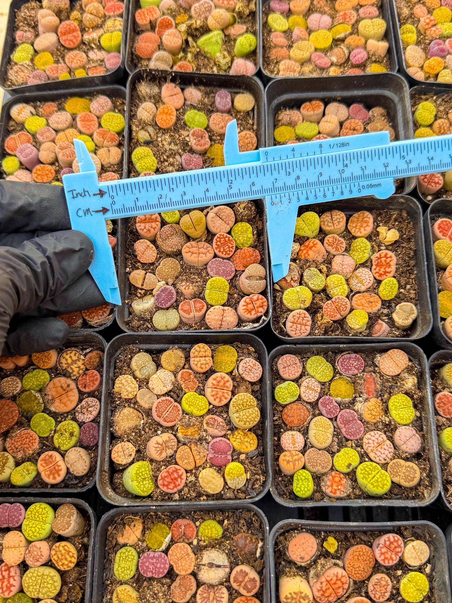 Mix Color Lithops | 1 Pot