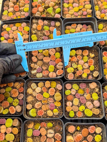 Mix Color Lithops | 1 Pot