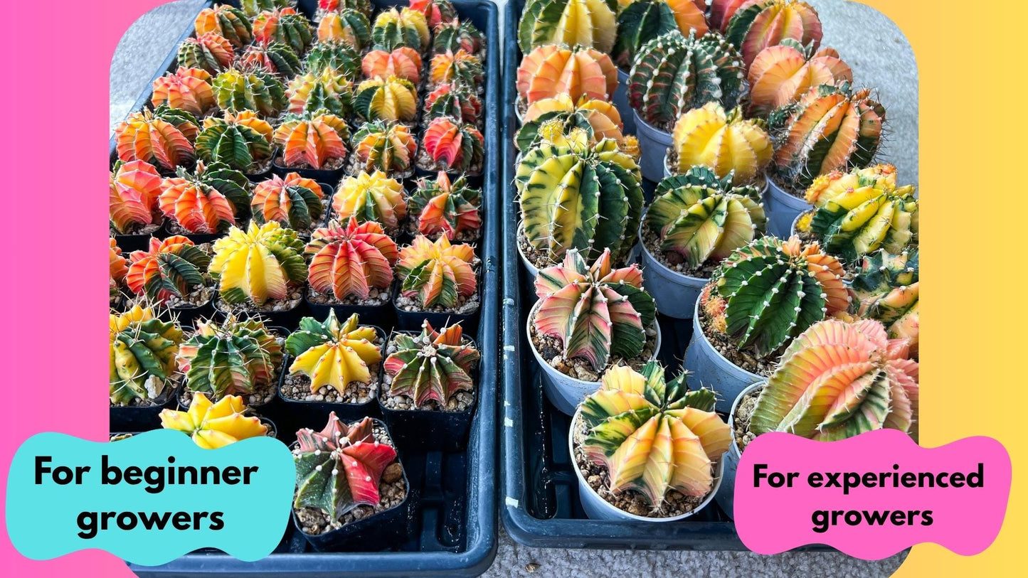 Gymnocalycium Lb Hybrid (gy2) (r2) | Mature Cactus