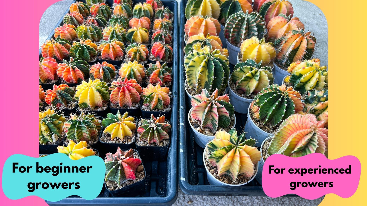 Gymnocalycium Mihanovichii (gy10) (g4) | Mature Cactus