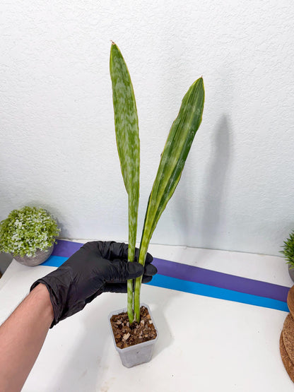Sansevieria Metalica Yellow (2) | Rare Hybrid Snake plant
