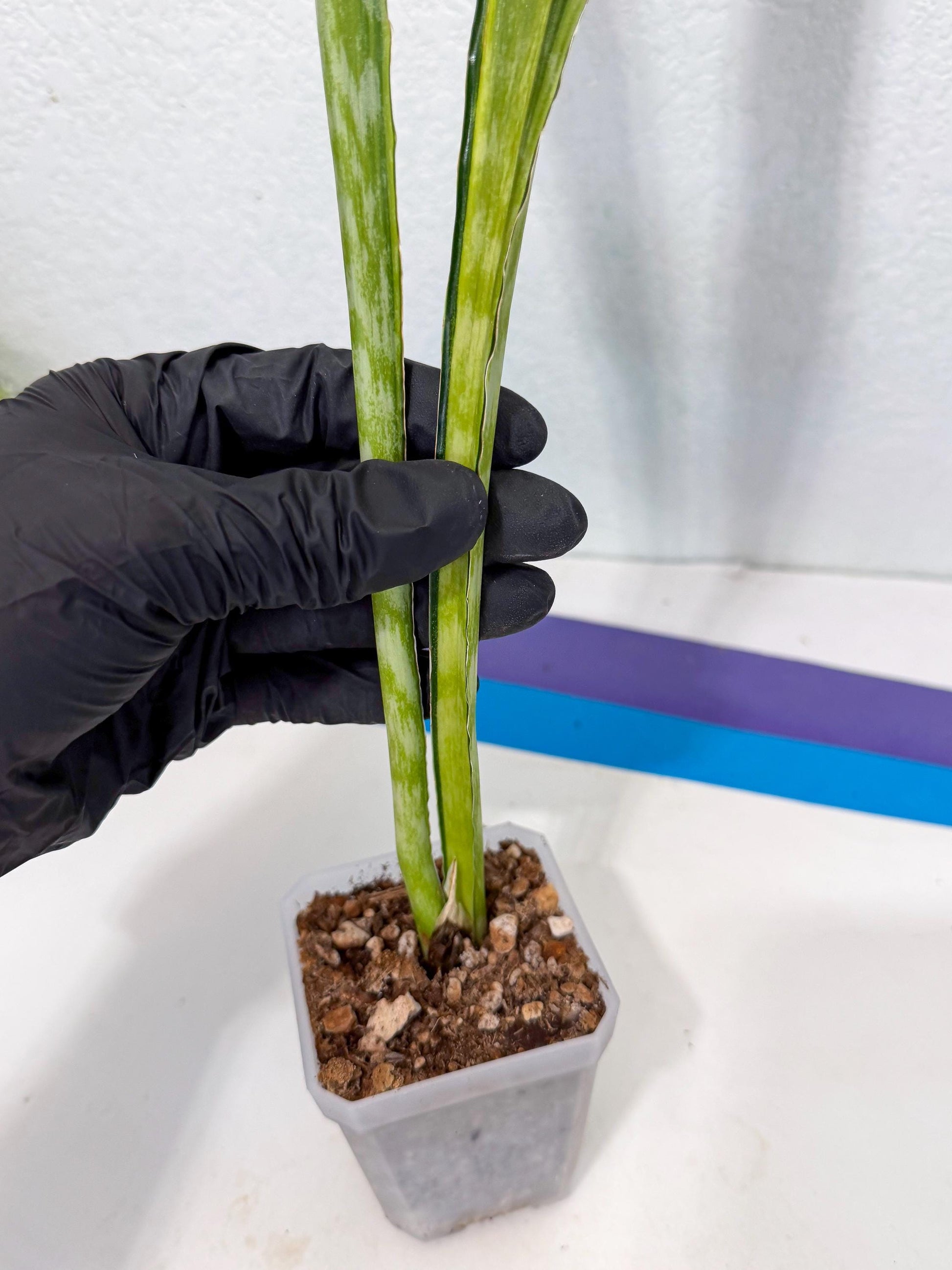 Sansevieria Metalica Yellow (2) | Rare Hybrid Snake plant