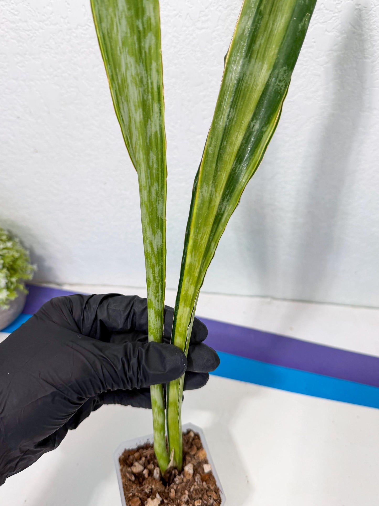Sansevieria Metalica Yellow (2) | Rare Hybrid Snake plant