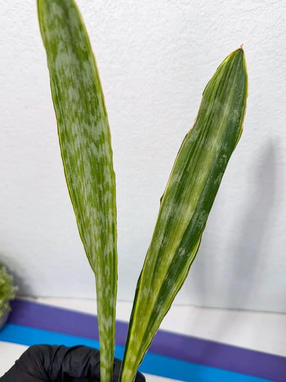 Sansevieria Metalica Yellow (2) | Rare Hybrid Snake plant