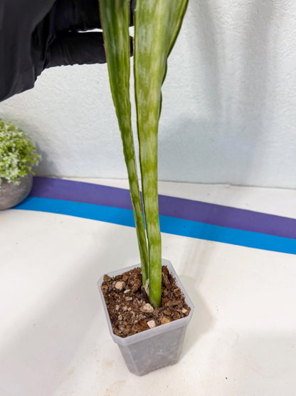Sansevieria Metalica Yellow (2) | Rare Hybrid Snake plant
