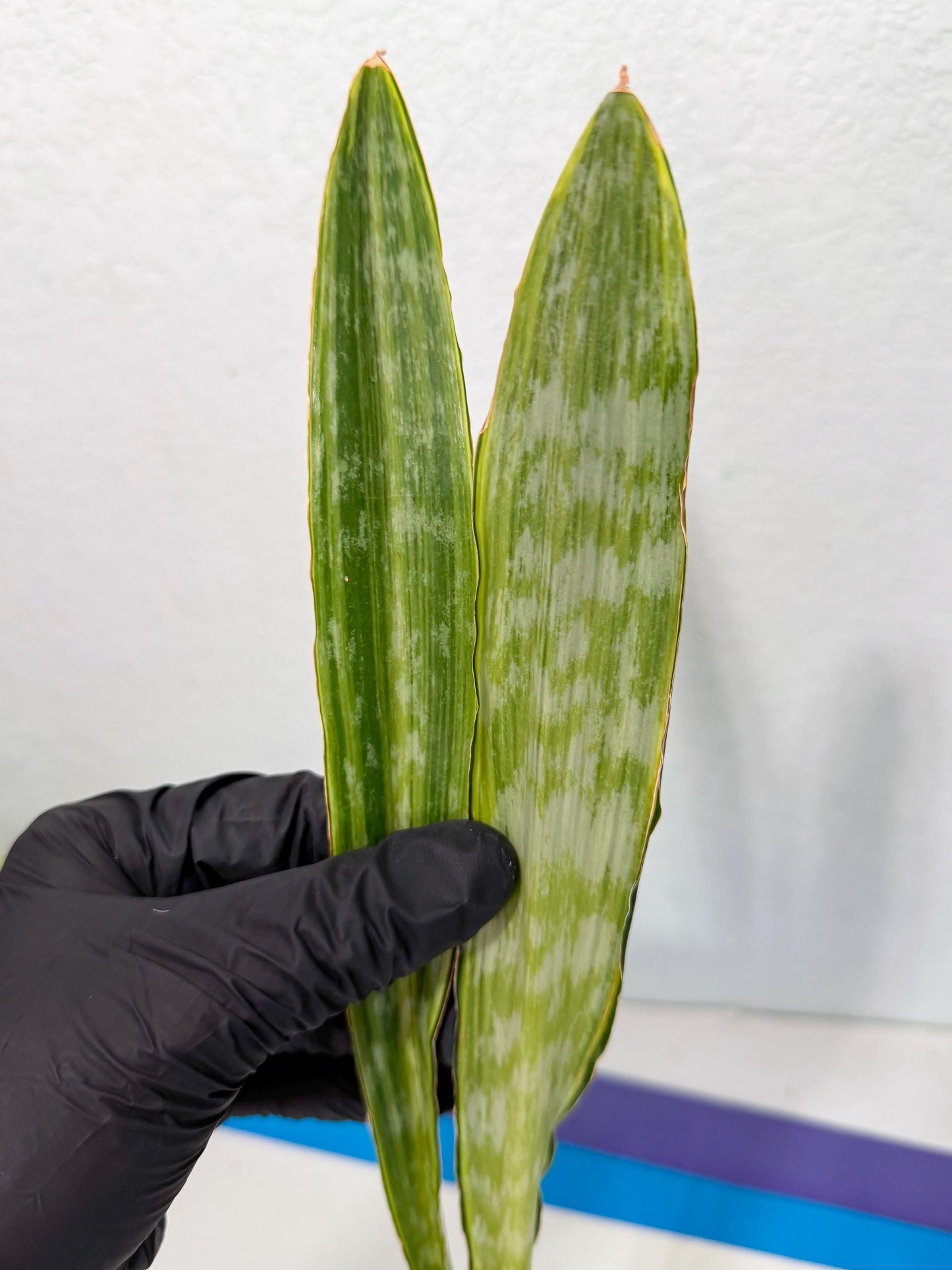 Sansevieria Metalica Yellow (2) | Rare Hybrid Snake plant